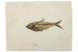 Fossil Fish (Diplomystus) - Wyoming #295641-1